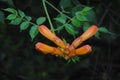 Cluster of Trumpet Vine Buds Royalty Free Stock Photo