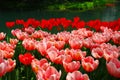 A cluster of tulip flowers beside the pond Royalty Free Stock Photo