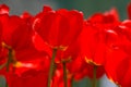 A cluster of tulip flowers in red Royalty Free Stock Photo