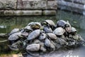 Cluster of turtles gathered on a rock in a pond Royalty Free Stock Photo