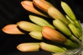 Bush Lily Flower Bud Cluster Clivia miniata Royalty Free Stock Photo