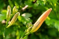 A cluster of unopened orange tiger lily blossoms