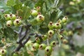 Cluster of unripe green hawthorn berries