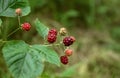 Cluster of unripe wild blackberries on bush on green blurred background Royalty Free Stock Photo