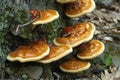 Cluster of varnish shelf fungi on Mt. Tom in Massachusetts