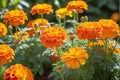 A Cluster of Vibrant Marigolds: Saturated Orange Petals Intermingling with Dashes of Yellow, Nestled in Natural Harmony