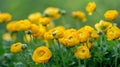 A cluster of vibrant yellow Buttercup Ranunculus Repens flowers