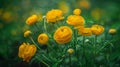 A cluster of vibrant yellow Buttercup Ranunculus Repens flowers