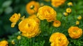 A cluster of vibrant yellow Buttercup Ranunculus Repens flowers