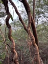 Hanging Vines Cascading From Tree Branches in Forest Royalty Free Stock Photo