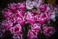 A cluster of violet tulip flowers made out of plastic bottles Royalty Free Stock Photo