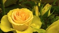 Cluster of Vivid Yellow Rose Buds Covered with dew Drops, Green Leaves and Long Stems. Natural Rose Bushes in the Garden.