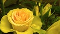 Cluster of Vivid Yellow Rose Buds Covered with dew Drops, Green Leaves and Long Stems. Natural Rose Bushes in the Garden. Royalty Free Stock Photo