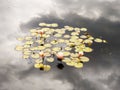Cluster of Waterlily Blooms in Pond and Reflection of the Sky