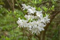 Cluster of White Azalea Wildflowers