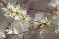 Cluster of white blackthorn blossosm