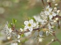 Cluster of white blackthorn blossosm