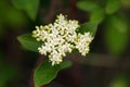 Branch of Red-osier dogwood with white bloom and green leaves Royalty Free Stock Photo