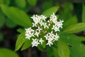 Branch of Red-osier dogwood with white bloom and green leaves Royalty Free Stock Photo