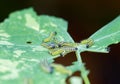 Caterpillars eating a nasturtium Leaf