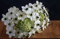 CLUSTER OF WHITE CHINCHERINCHEE FLOWERS ON A WOODEN SURFACE