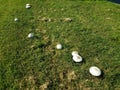 A cluster of white mushrooms in green grass