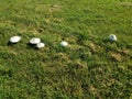 A cluster of white mushrooms in green grass