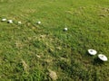 A cluster of white mushrooms in green grass