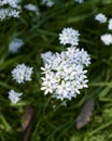 Cluster of white flowers cive chino. Allium tuberosum spreng