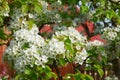 Cluster of white flowers of Harbin pear, Pyrus ussuriensis.