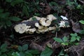 A Cluster Of White Fungi On Fallen Wood