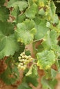 Cluster of white grapes