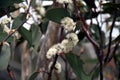 Cluster of white gumtree Angophora hispida flowers