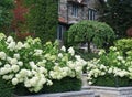 Cluster of white hydrangea flowers