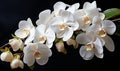 Cluster of White Orchids Against Black Background Royalty Free Stock Photo