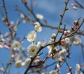 Cluster of white plum flowers blossom in spring Royalty Free Stock Photo