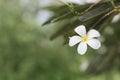 Cluster of white Plumeria flower on branch. beautiful flower. Royalty Free Stock Photo