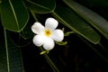 Cluster of white plumeria flower on branch. beautiful flower. Royalty Free Stock Photo