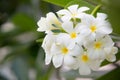 cluster of white plumeria flower on branch. beautiful flower. Royalty Free Stock Photo