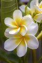 Cluster Of White Plumerias