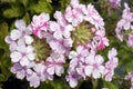 White with Red Stripes Trailing Verbena Flowers