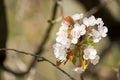 Cluster of White Tree Blossoms - Hawthorn tree