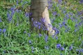 Cluster Of Wild Bluebells Royalty Free Stock Photo