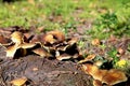 A cluster of wild mushrooms in the forest Royalty Free Stock Photo