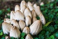 Cluster of wild mushrooms surrounded by green ground cover Royalty Free Stock Photo