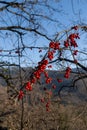 Cluster of wild red berries in winter of Ribes alpinum in portrait with blue sky