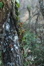 Cluster of wild red berries in winter of Ribes alpinum in vertical climbing embraced to a tree with lichens