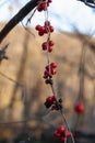 Cluster of winter wild red berries of Ribes alpinum in vertical alongside other dry berries