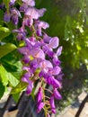 Cluster of wisteria flowers in the garden Royalty Free Stock Photo