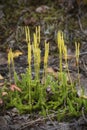 Cluster of wolf's foot clubmoss with fertile spikes, Flagstaff L